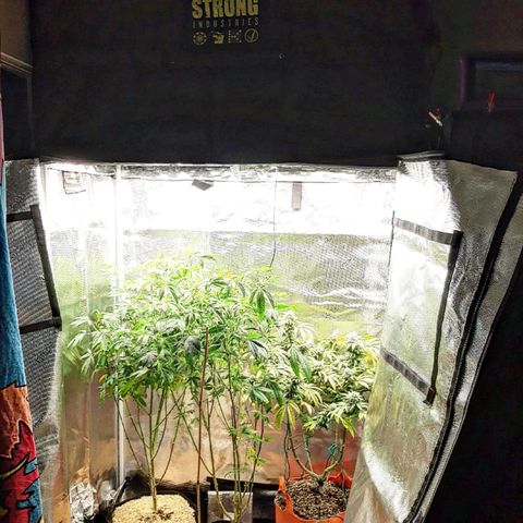 Pugs Breath growlog timeline photo