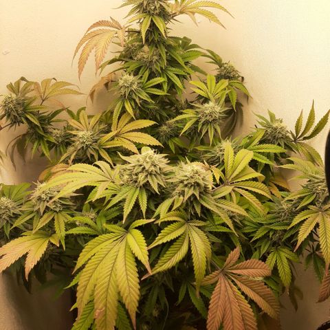 Killer Bees growlog timeline photo