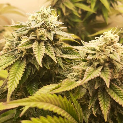 Killer Bees growlog timeline photo