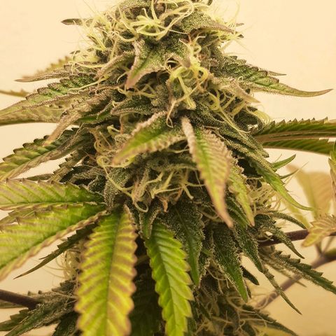 Killer Bees growlog timeline photo