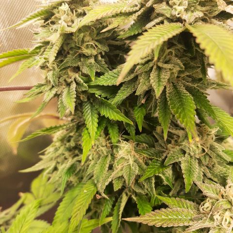 Killer Bees growlog timeline photo
