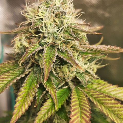 Killer Bees growlog timeline photo