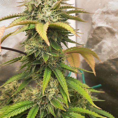 Killer Bees growlog timeline photo