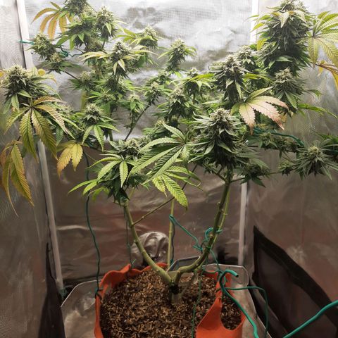 Killer Bees growlog timeline photo