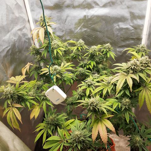 Killer Bees growlog timeline photo