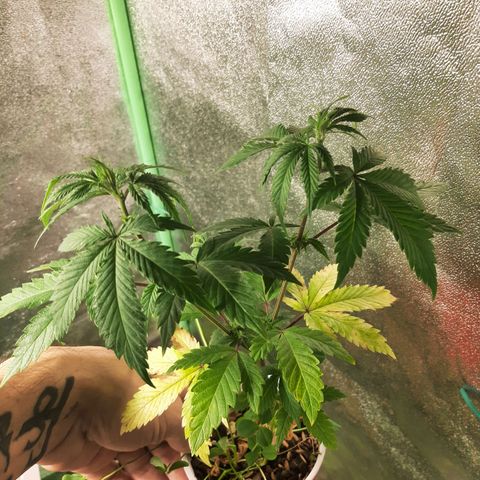 Double Burnout growlog timeline photo