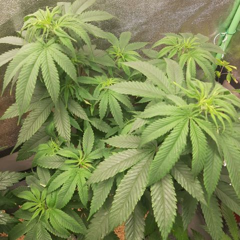 Double Burnout growlog timeline photo