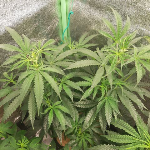 Cemented Banana Trufflez growlog timeline photo