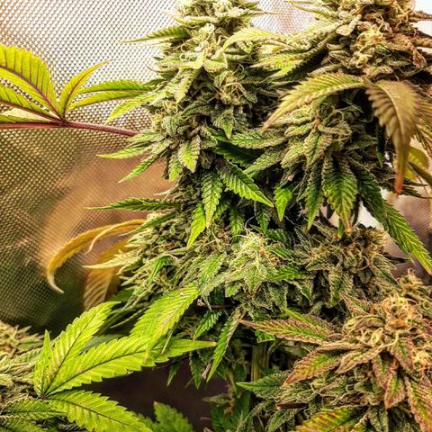 Killer Bees growlog timeline photo