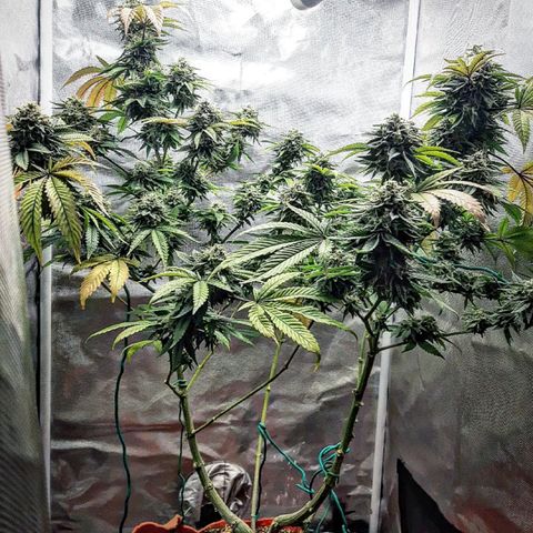 Killer Bees growlog timeline photo