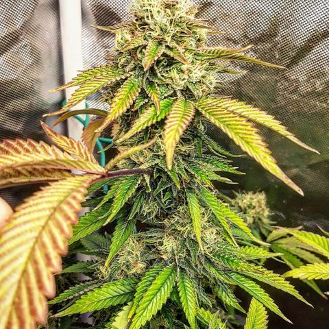 Killer Bees growlog timeline photo