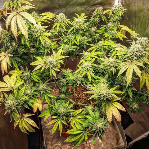 Killer Bees growlog timeline photo