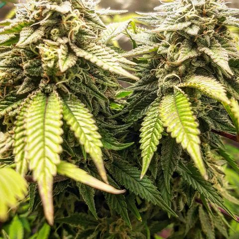 Killer Bees growlog timeline photo