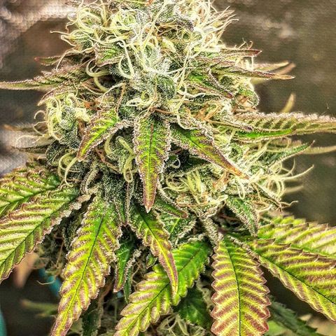 Killer Bees growlog timeline photo