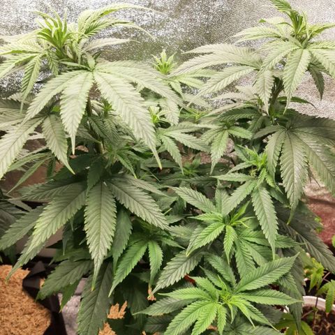 Double Burnout growlog timeline photo