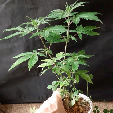Double Burnout growlog timeline photo