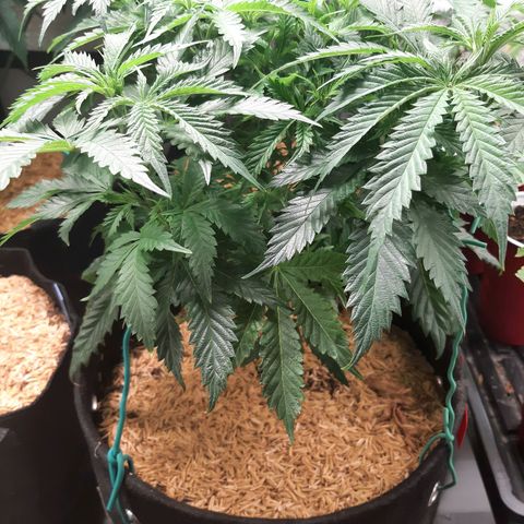 Vanilla Sunbreath s1 growlog timeline photo