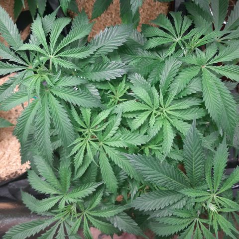 Vanilla Sunbreath s1 growlog timeline photo