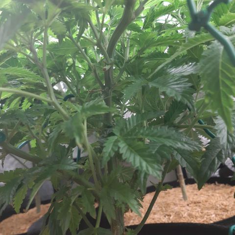 Vanilla Sunbreath s1 growlog timeline photo