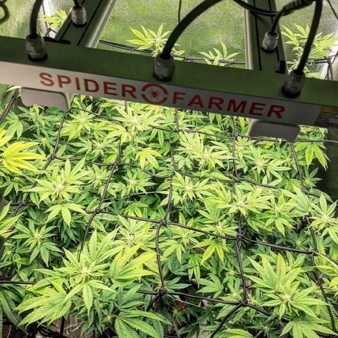 Gg#4 growlog timeline photo