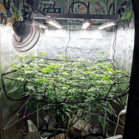 Gg#4 growlog timeline photo