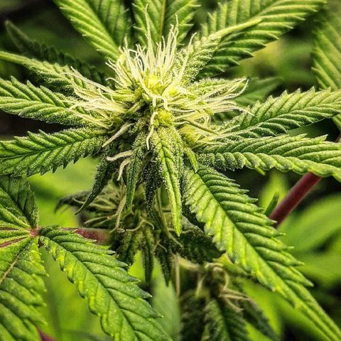 Gg#4 growlog timeline photo