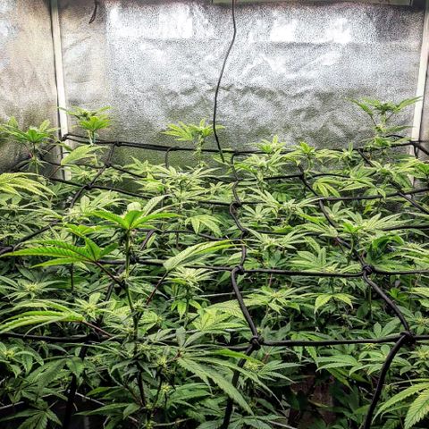 Gg#4 growlog timeline photo