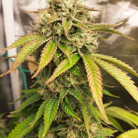 Killer Bees growlog timeline photo