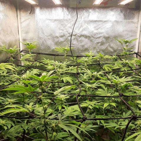 Gg#4 growlog timeline photo