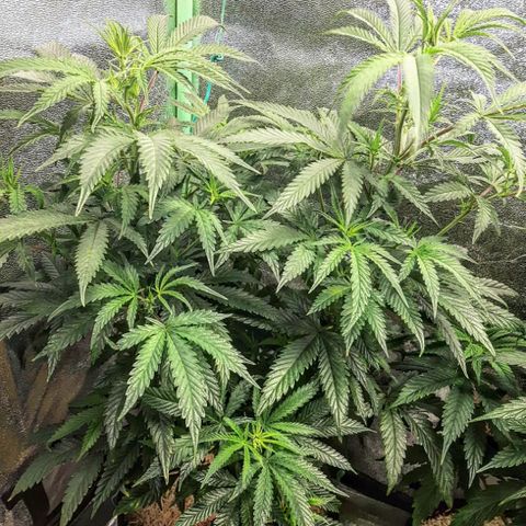Cemented Banana Trufflez growlog timeline photo