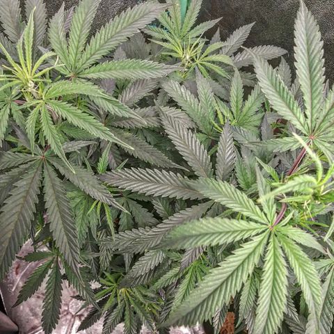 Cemented Banana Trufflez growlog timeline photo