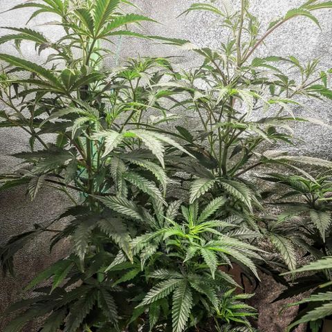 Cemented Banana Trufflez growlog timeline photo