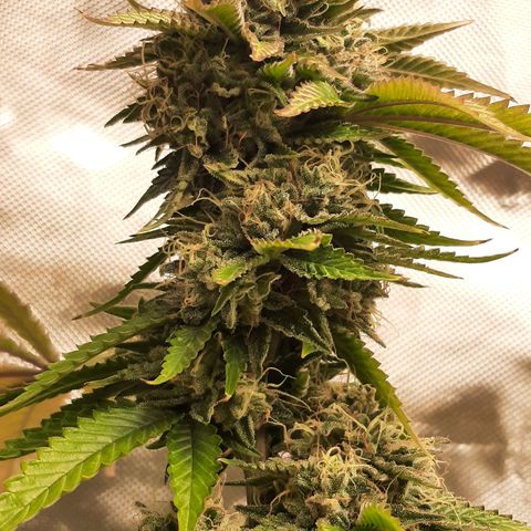 Killer Bees growlog timeline photo