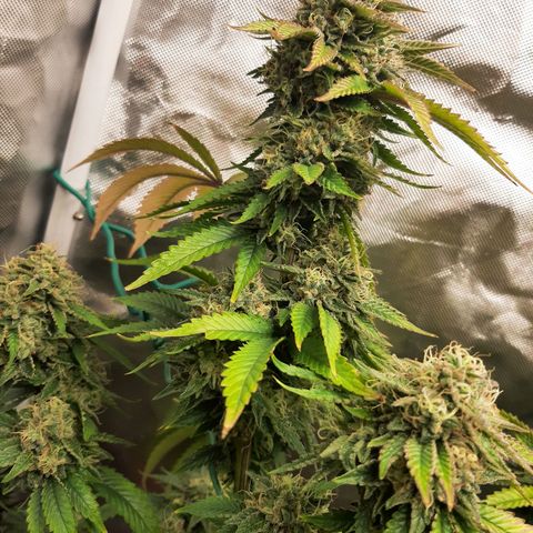 Killer Bees growlog timeline photo