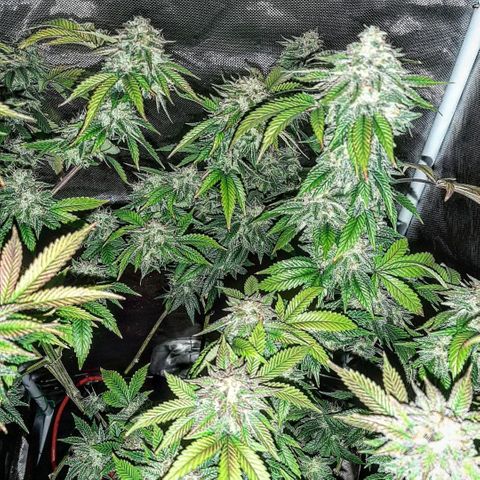 Killer Bees growlog timeline photo