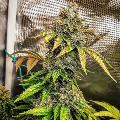 Killer Bees growlog timeline photo