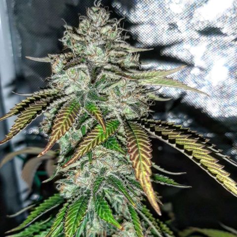 Killer Bees growlog timeline photo