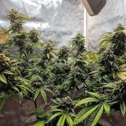 Killer Bees growlog timeline photo