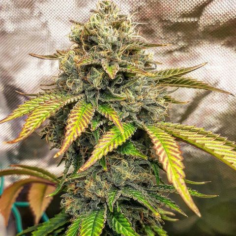 Killer Bees growlog timeline photo