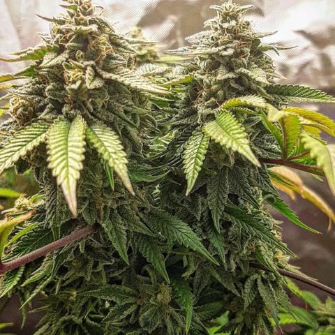 Killer Bees growlog timeline photo