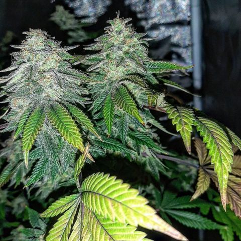 Killer Bees growlog timeline photo