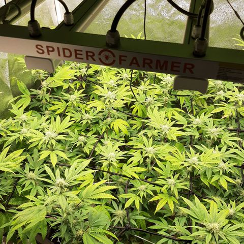 Gg#4 growlog timeline photo