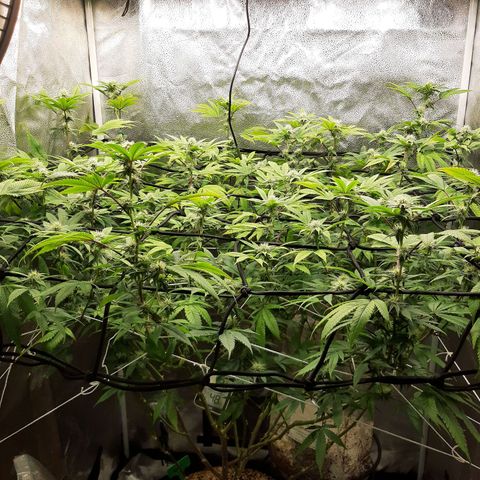 Gg#4 growlog timeline photo