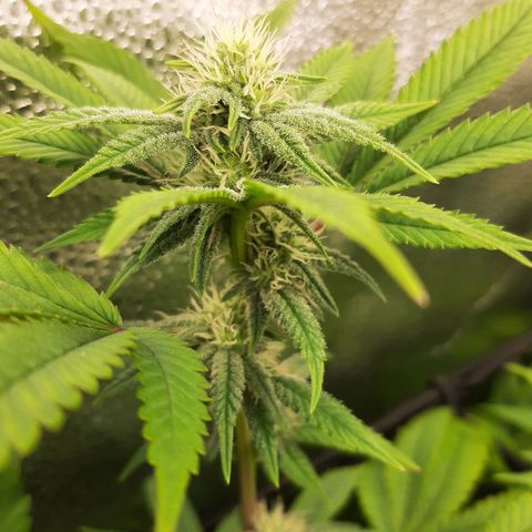 Gg#4 growlog timeline photo