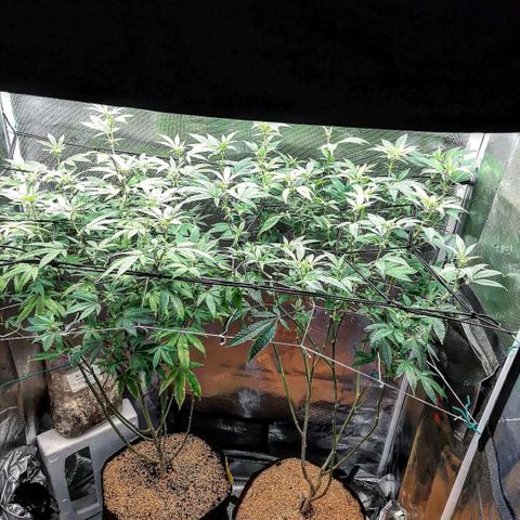 Pugs Breath growlog timeline photo