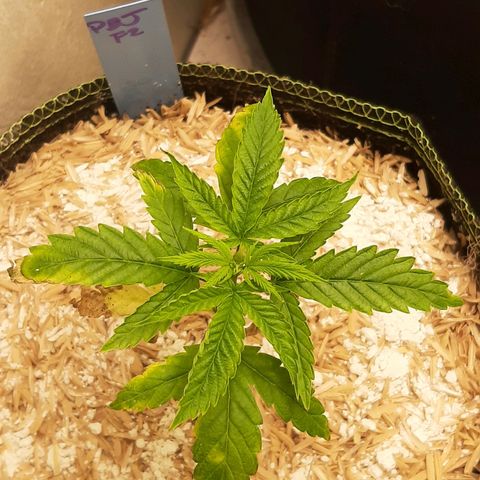 Star Buttah growlog timeline photo