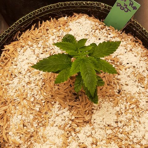 Star Buttah growlog timeline photo