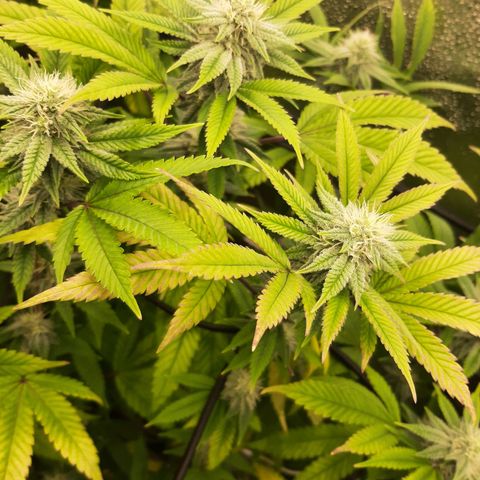 Gg#4 growlog timeline photo