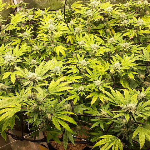Gg#4 growlog timeline photo