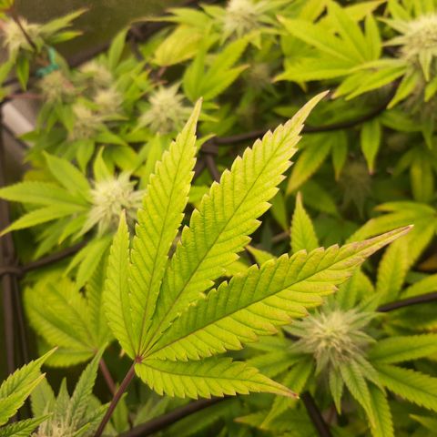 Gg#4 growlog timeline photo